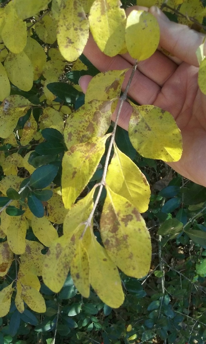 Upland Swampprivet photo 2