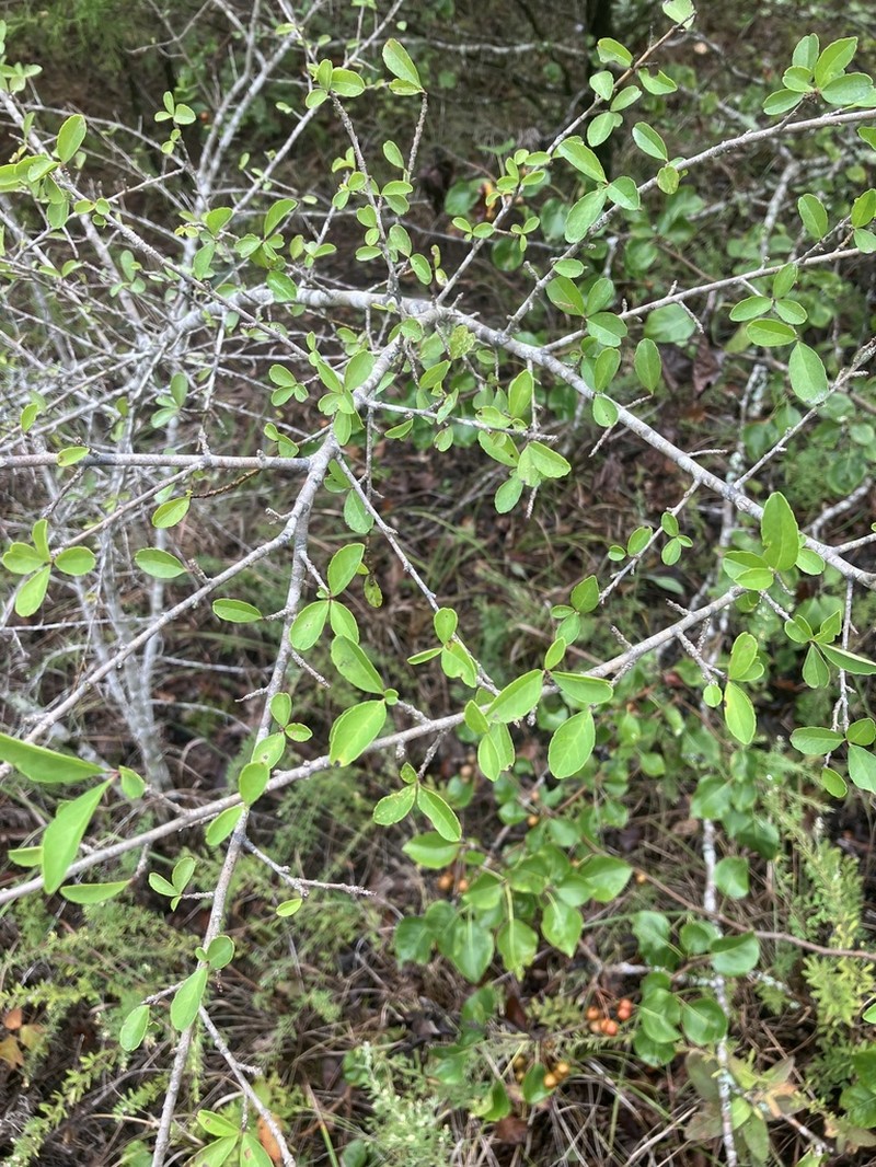 Upland Swampprivet photo 3