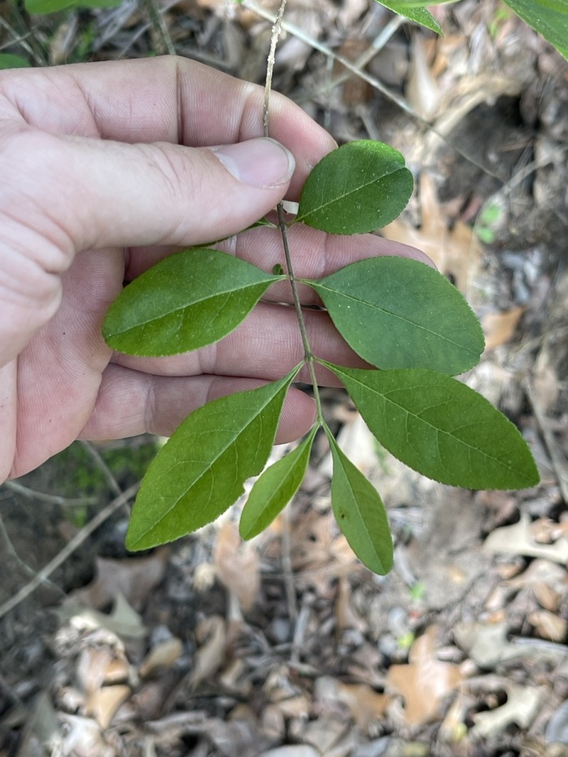 Upland Swampprivet photo 4