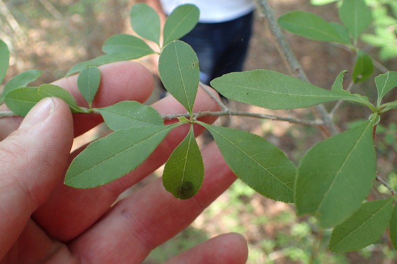 Upland Swampprivet photo 5