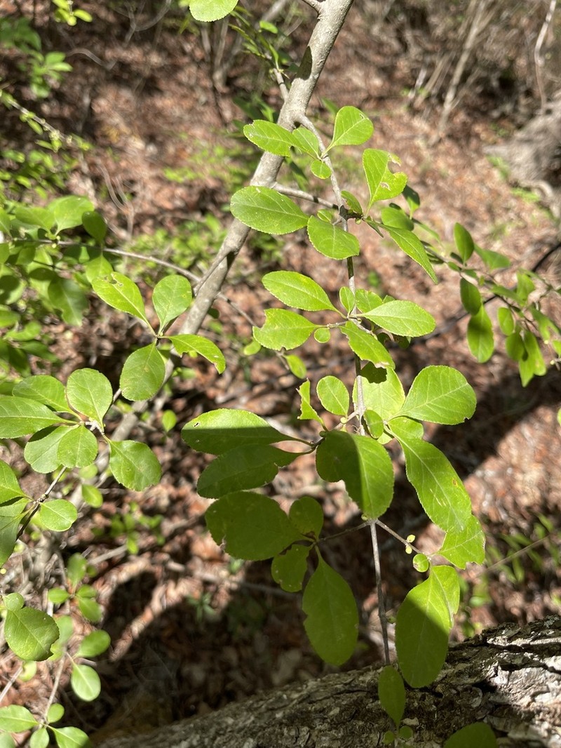 Upland Swampprivet photo 6