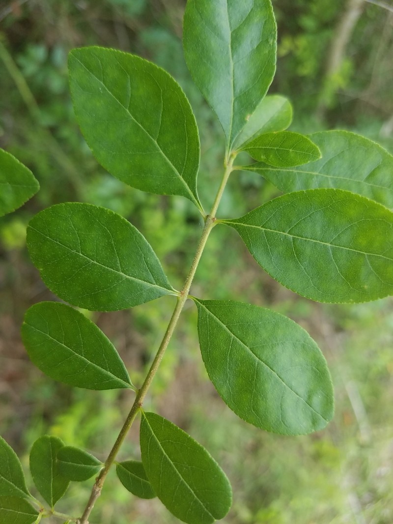 Upland Swampprivet photo 7