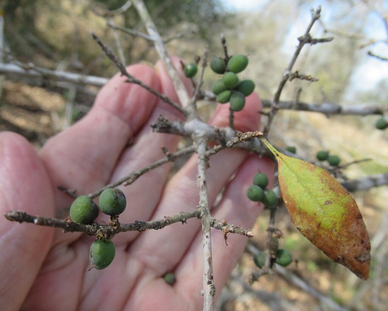 Upland Swampprivet photo 8