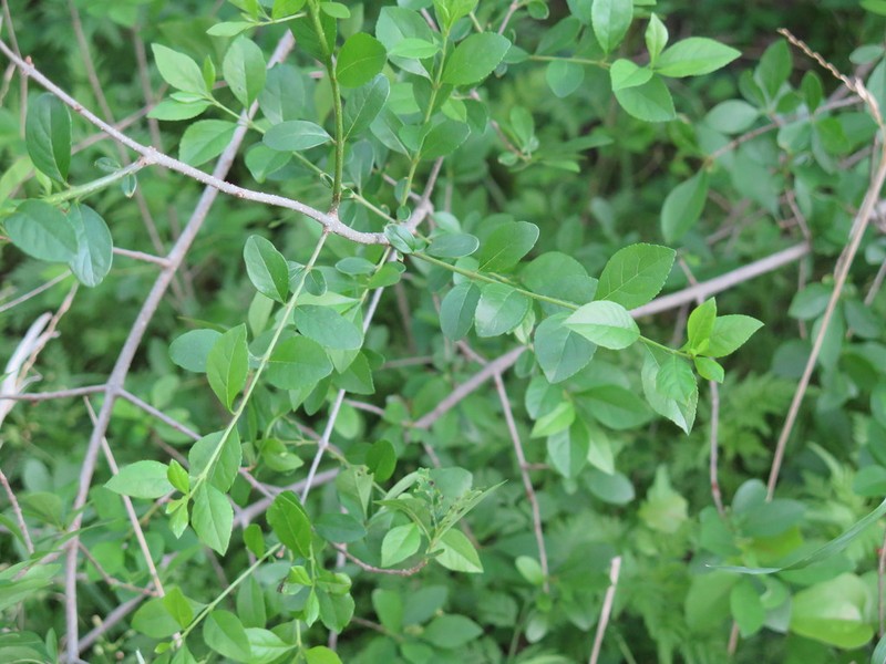 Stretchberry