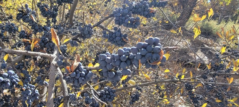 Stretchberry photo 2