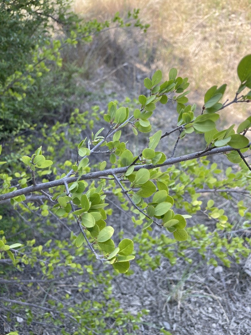 Stretchberry photo 5