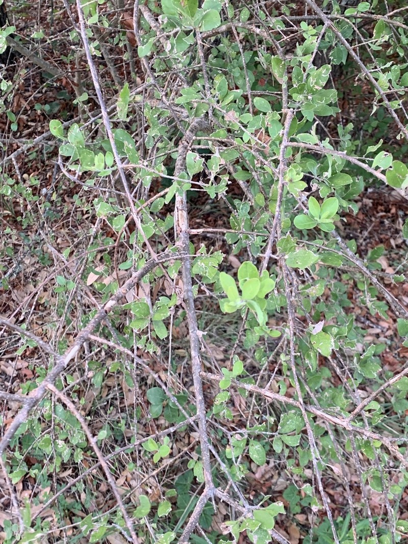 Stretchberry photo 8