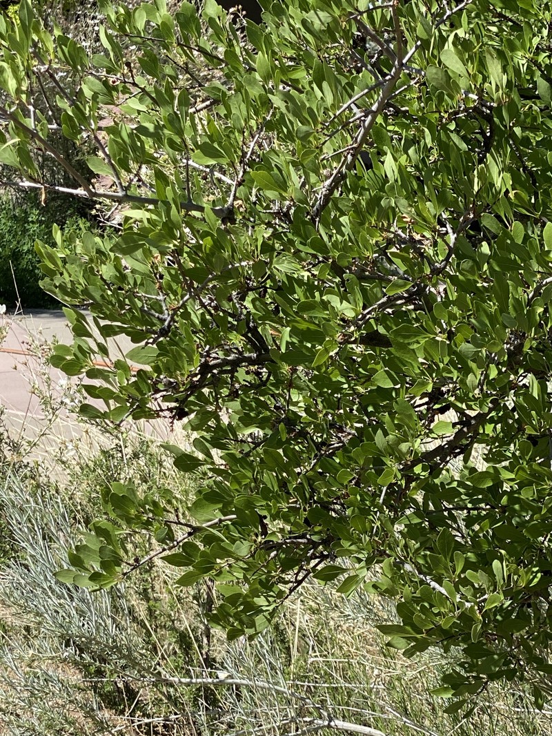 Forestiera pubescens var. parvifolia