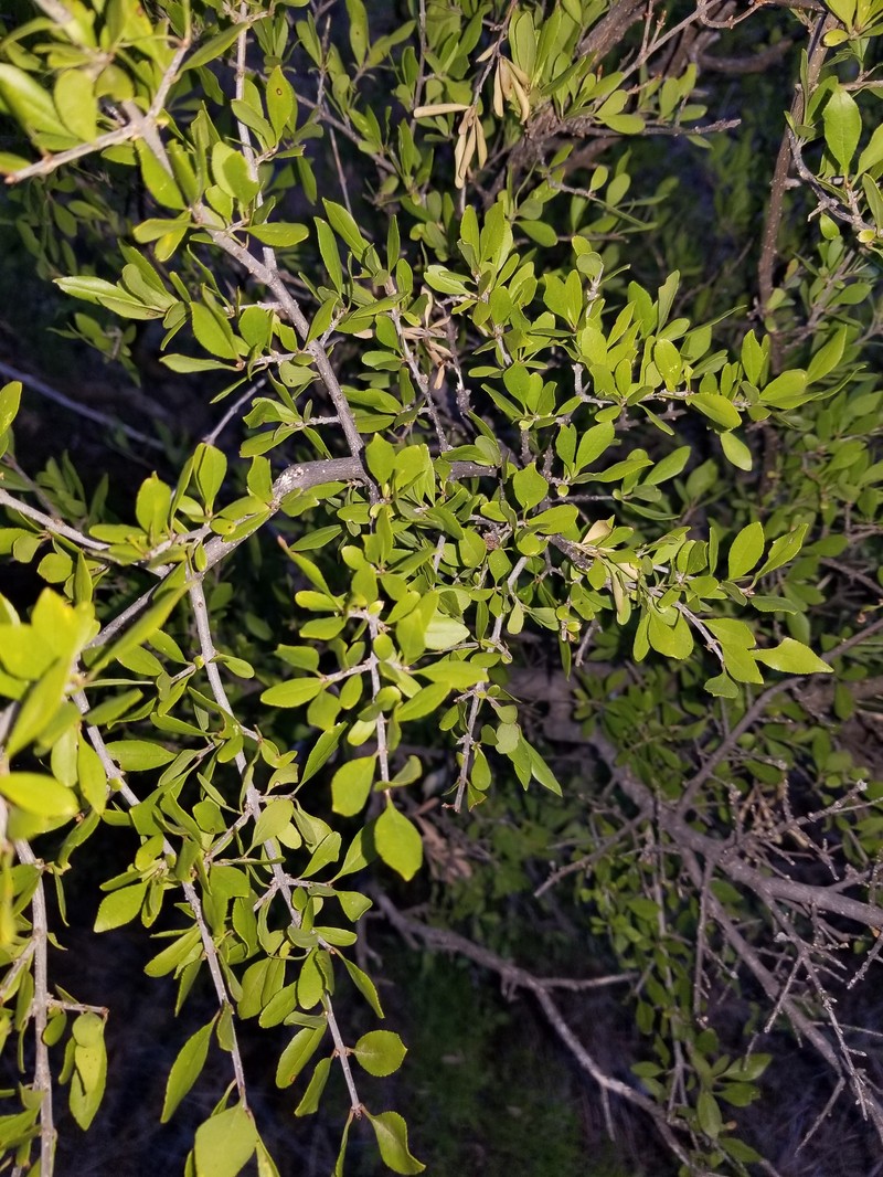 Forestiera pubescens var. parvifolia photo 2