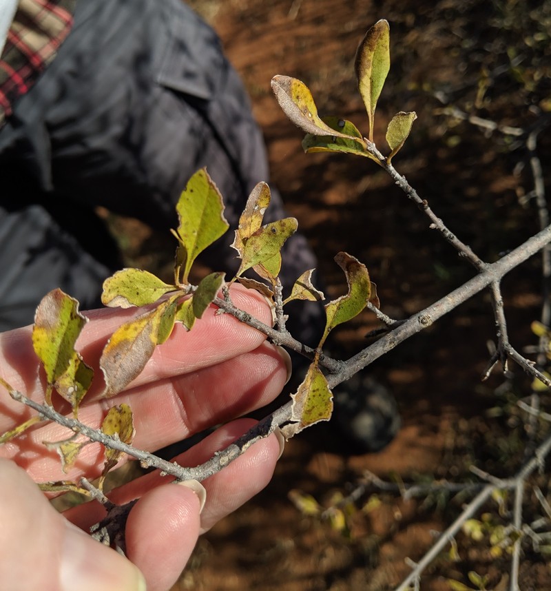 Forestiera pubescens var. parvifolia photo 3
