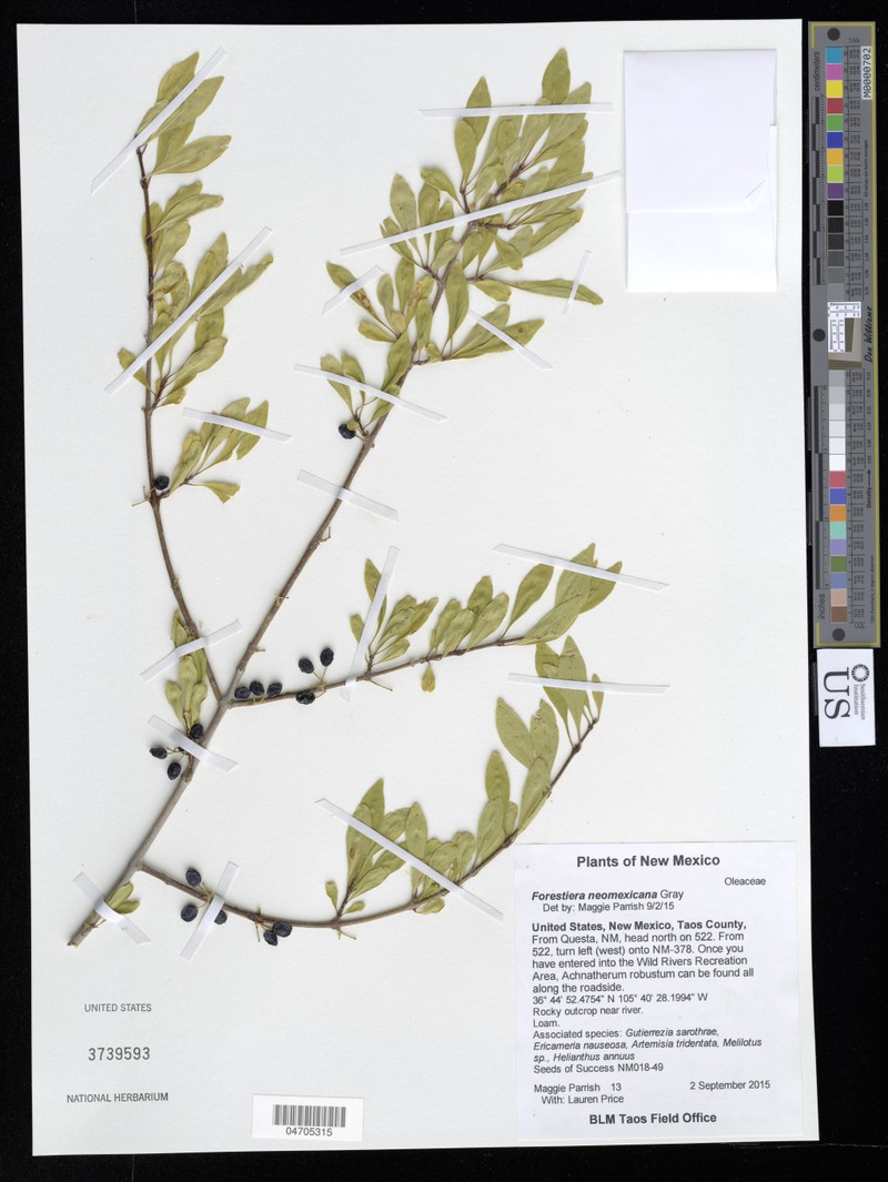 Forestiera pubescens var. parvifolia photo 4
