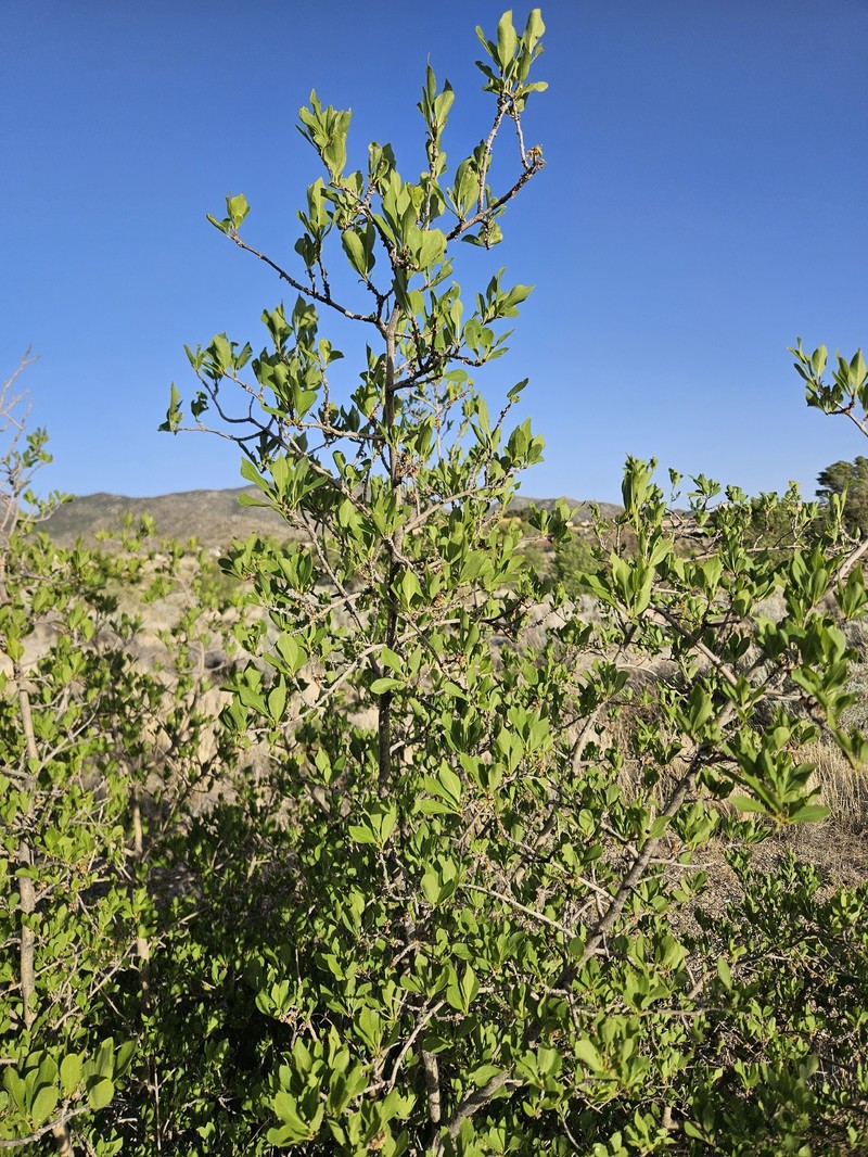 Forestiera pubescens var. pubescens