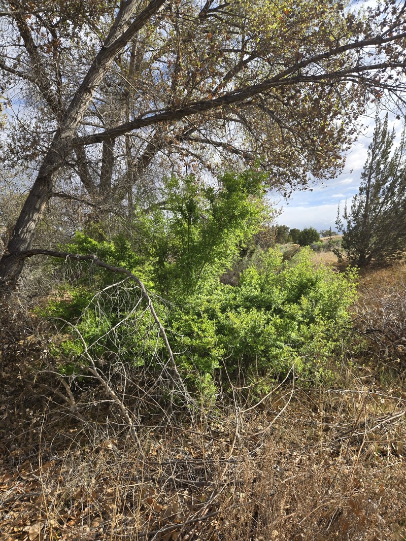 Forestiera pubescens var. pubescens photo 2