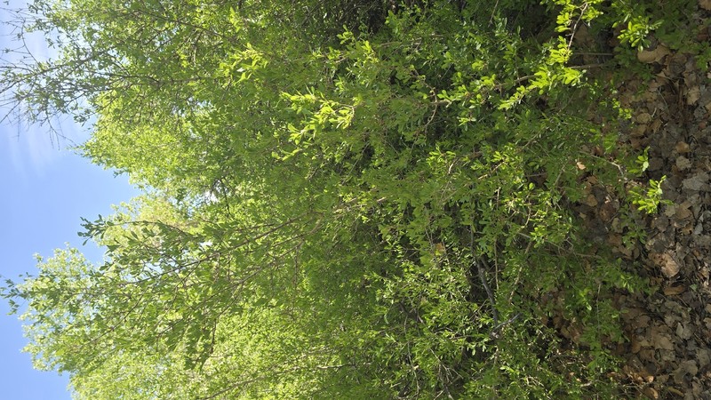 Forestiera pubescens var. pubescens photo 3