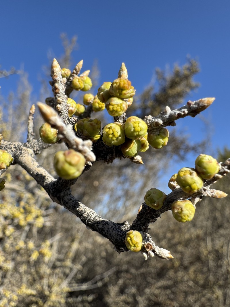 Forestiera pubescens var. pubescens photo 4