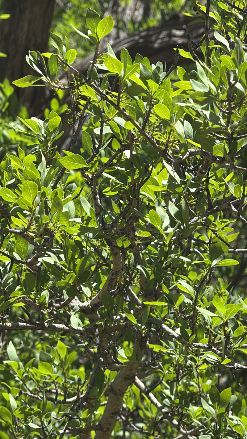 Forestiera pubescens var. pubescens photo 5