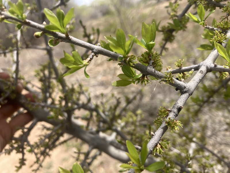 Forestiera pubescens var. pubescens photo 6