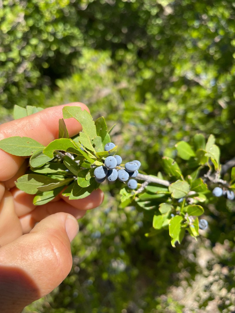 Forestiera pubescens var. pubescens photo 8