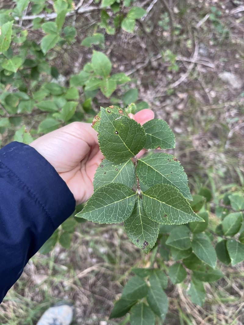 Netleaf Swampprivet photo 2