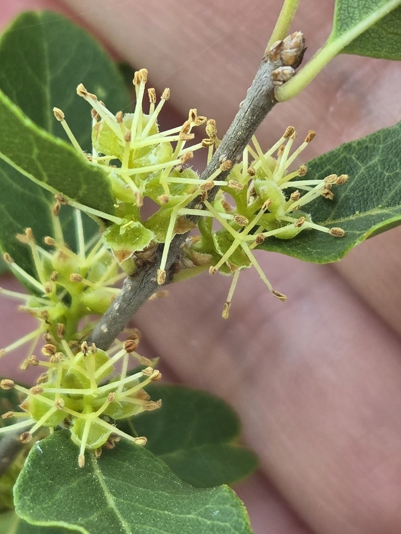 Netleaf Swampprivet photo 3
