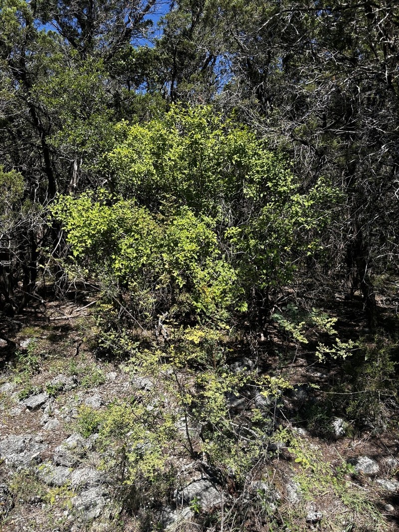 Netleaf Swampprivet photo 5