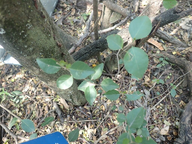 Netleaf Swampprivet photo 6