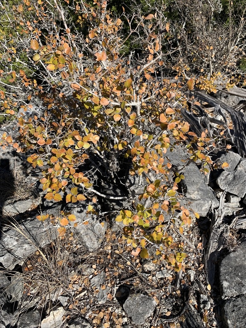 Netleaf Swampprivet photo 7