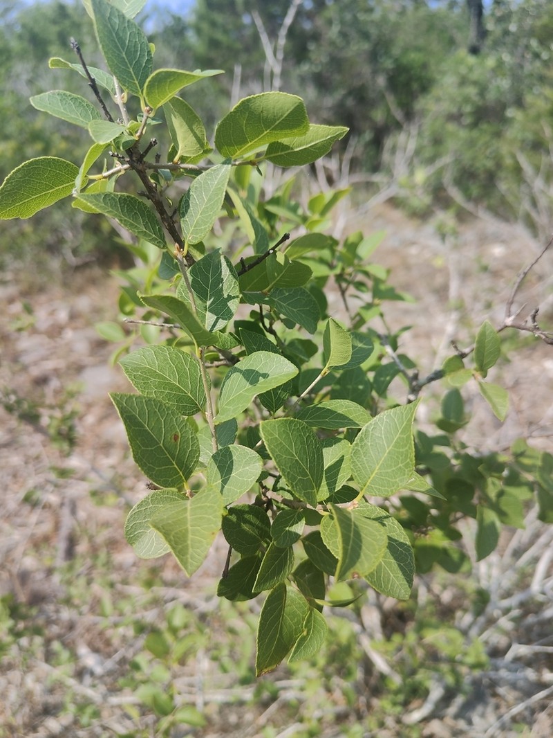 Netleaf Swampprivet photo 8