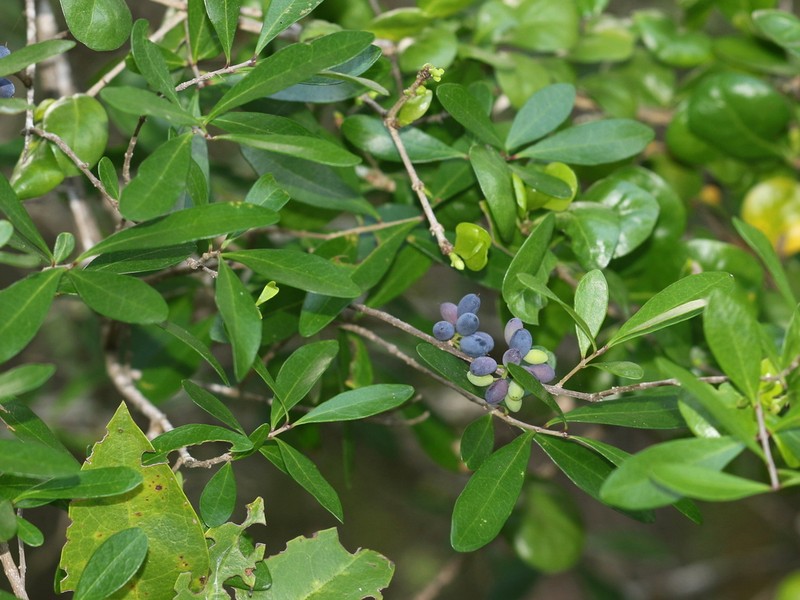 Florida Swampprivet photo 2