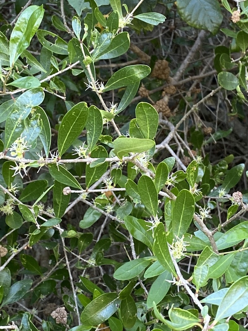 Florida Swampprivet photo 3