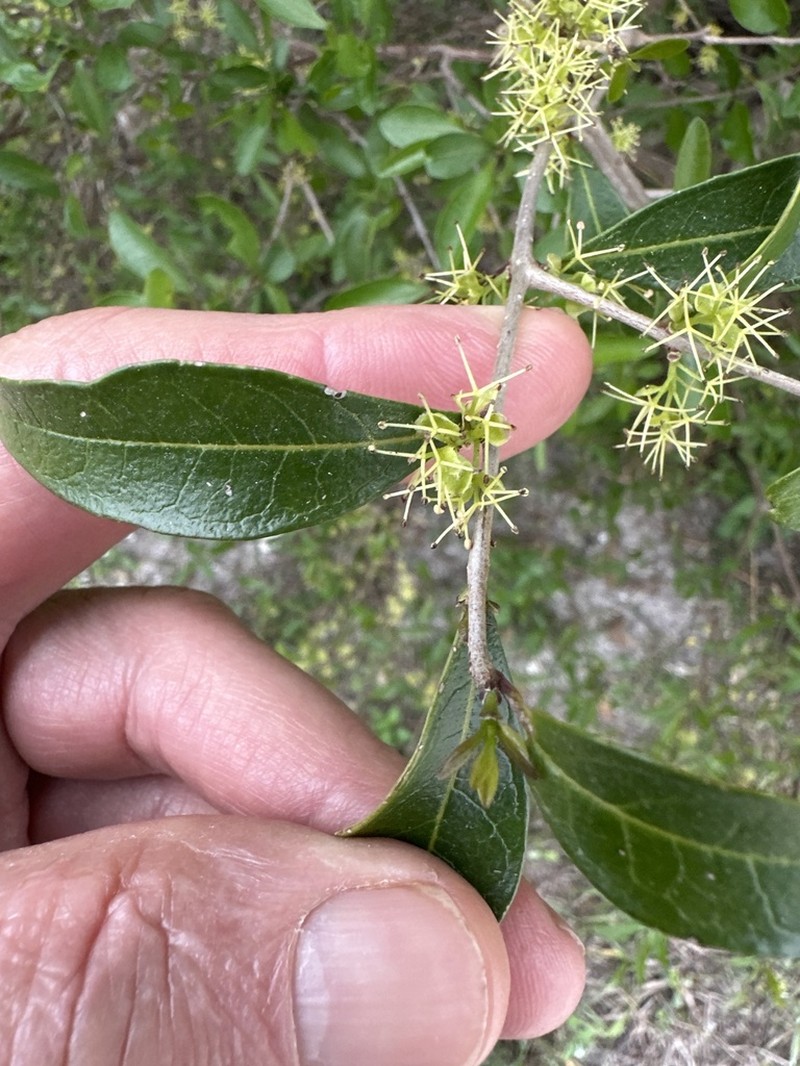 Florida Swampprivet photo 4
