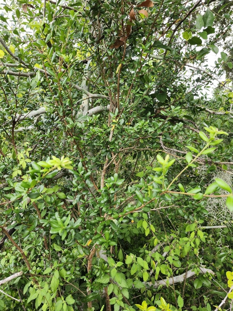 Florida Swampprivet photo 5