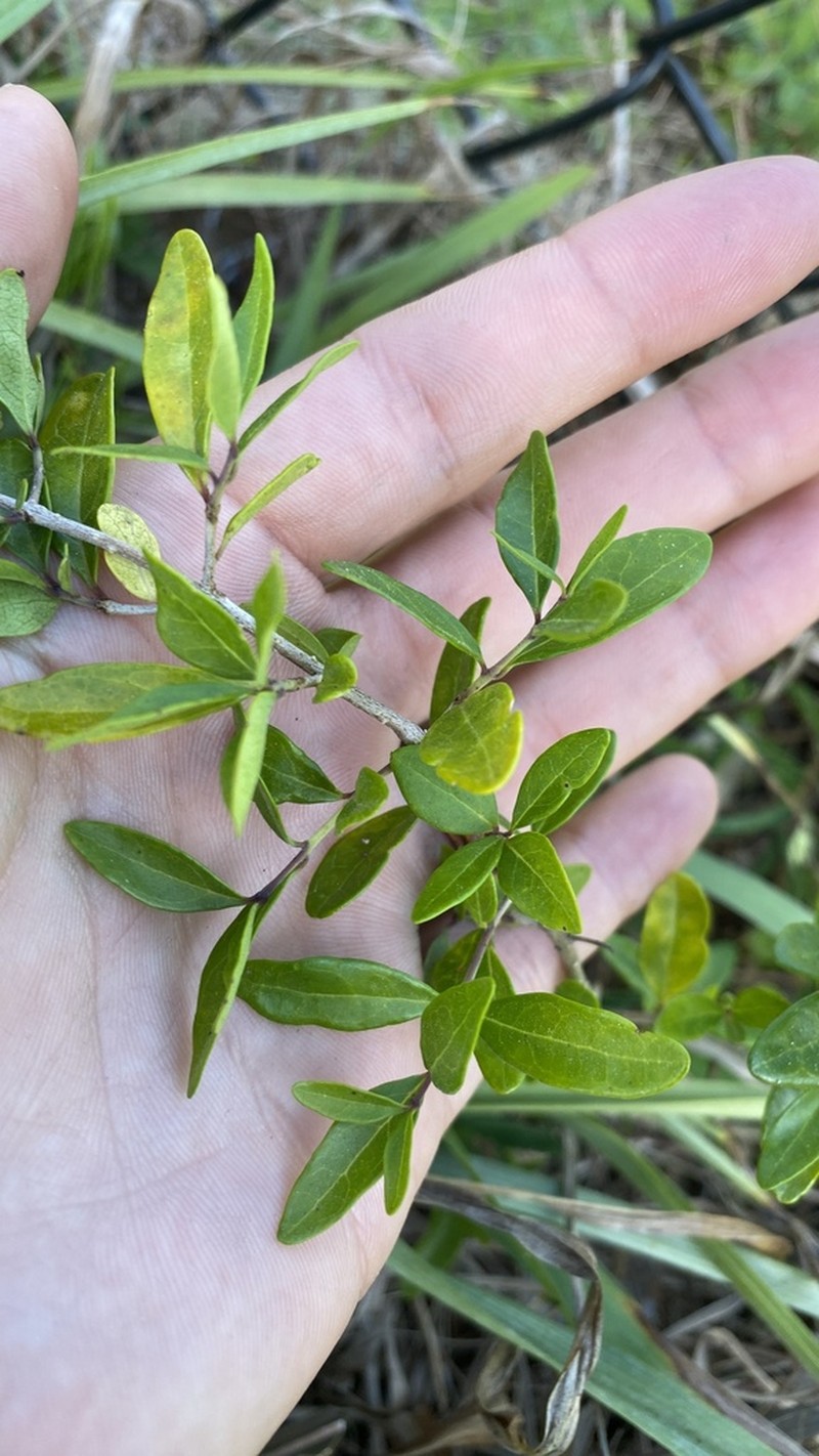 Florida Swampprivet photo 6