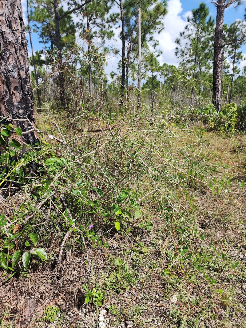 Forestiera segregata var. pinetorum