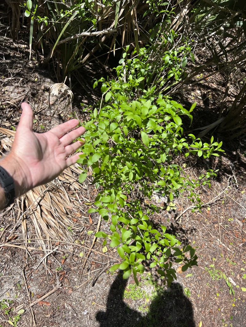 Forestiera segregata var. segregata