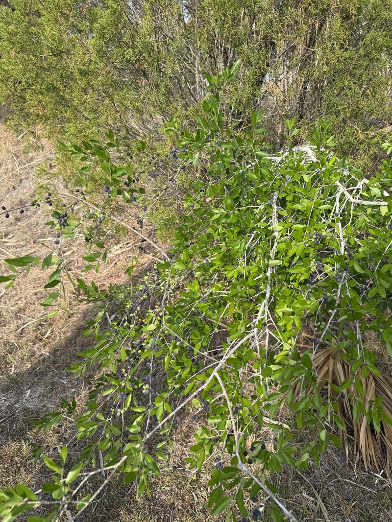 Forestiera segregata var. segregata photo 2