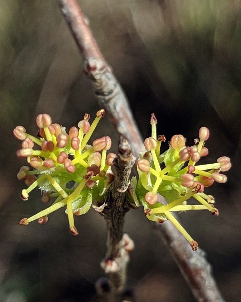 Forestiera segregata var. segregata photo 4