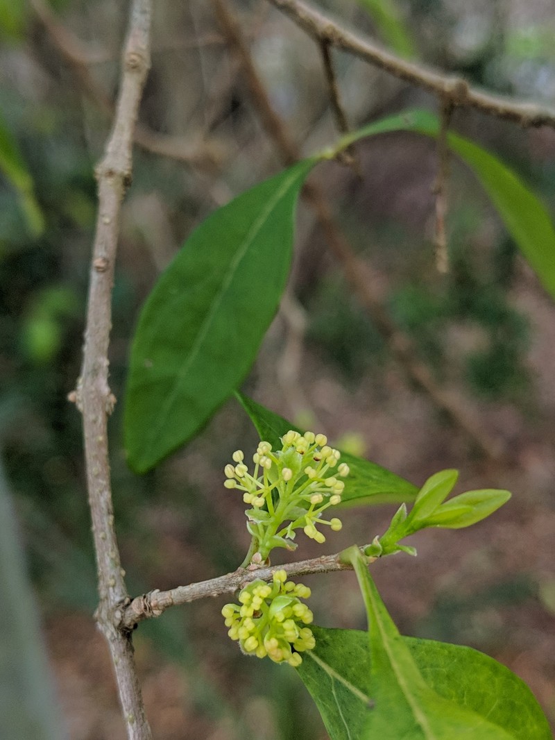 Forestiera segregata var. segregata photo 5