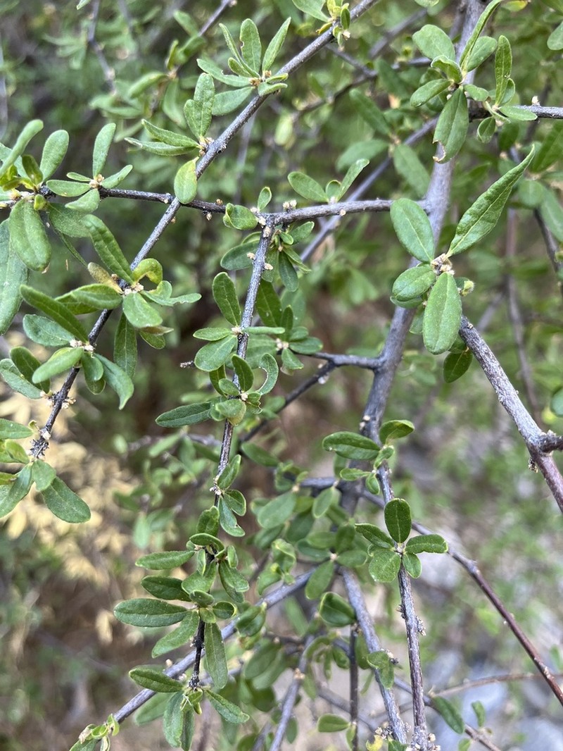 Desert Olive