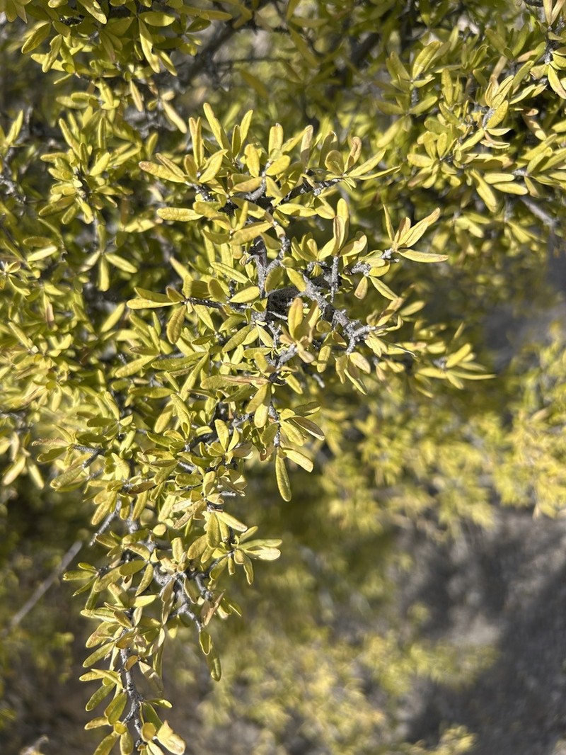 Desert Olive photo 2