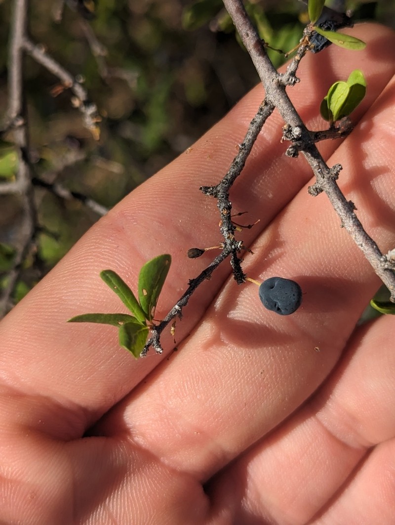 Desert Olive photo 3