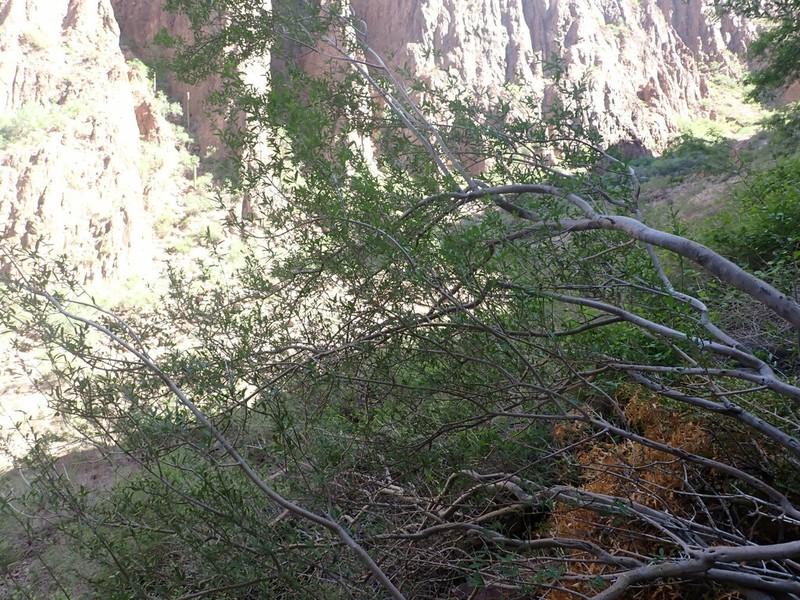 Desert Olive photo 4