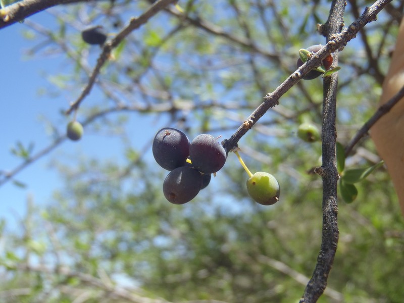 Desert Olive photo 5