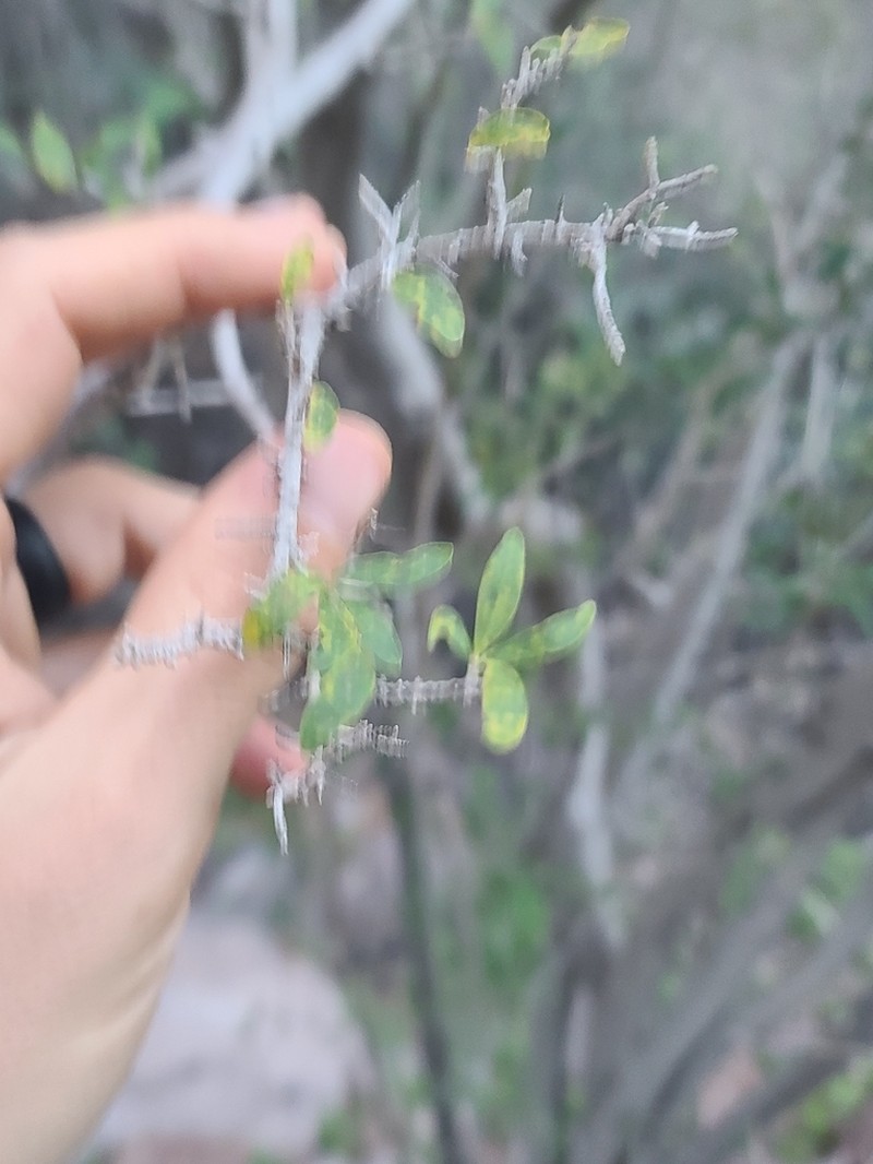 Desert Olive photo 6