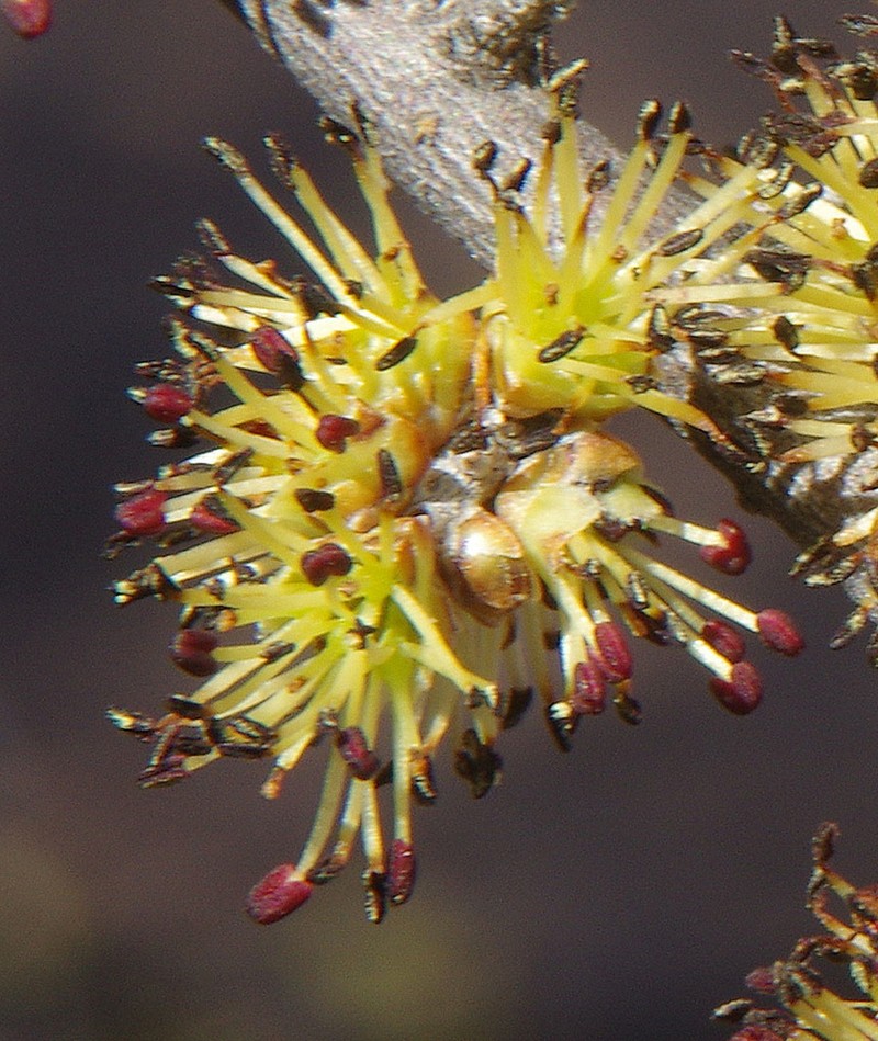 Desert Olive photo 7
