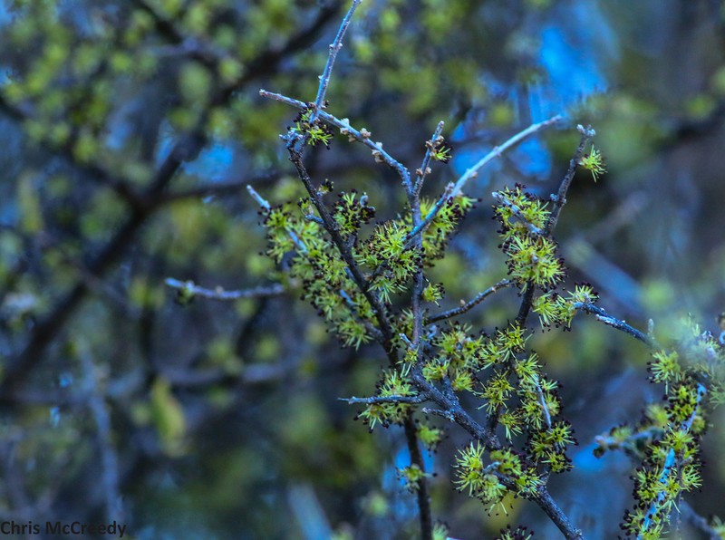 Desert Olive photo 8