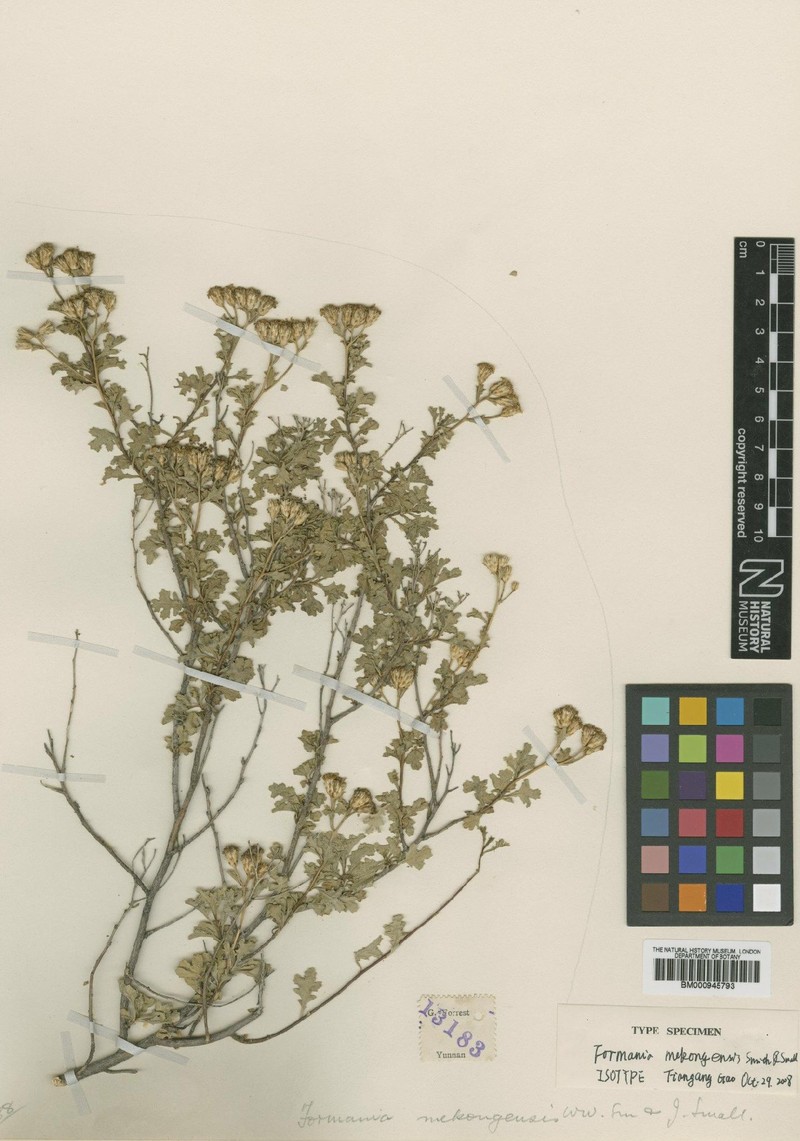 Formania mekongensis photo 2