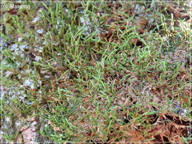 Forsstroemia Moss