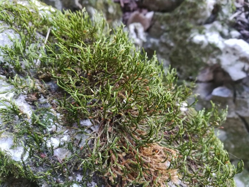 Forsstroemia Moss photo 2