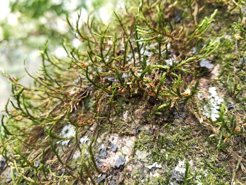 Forsstroemia Moss photo 3